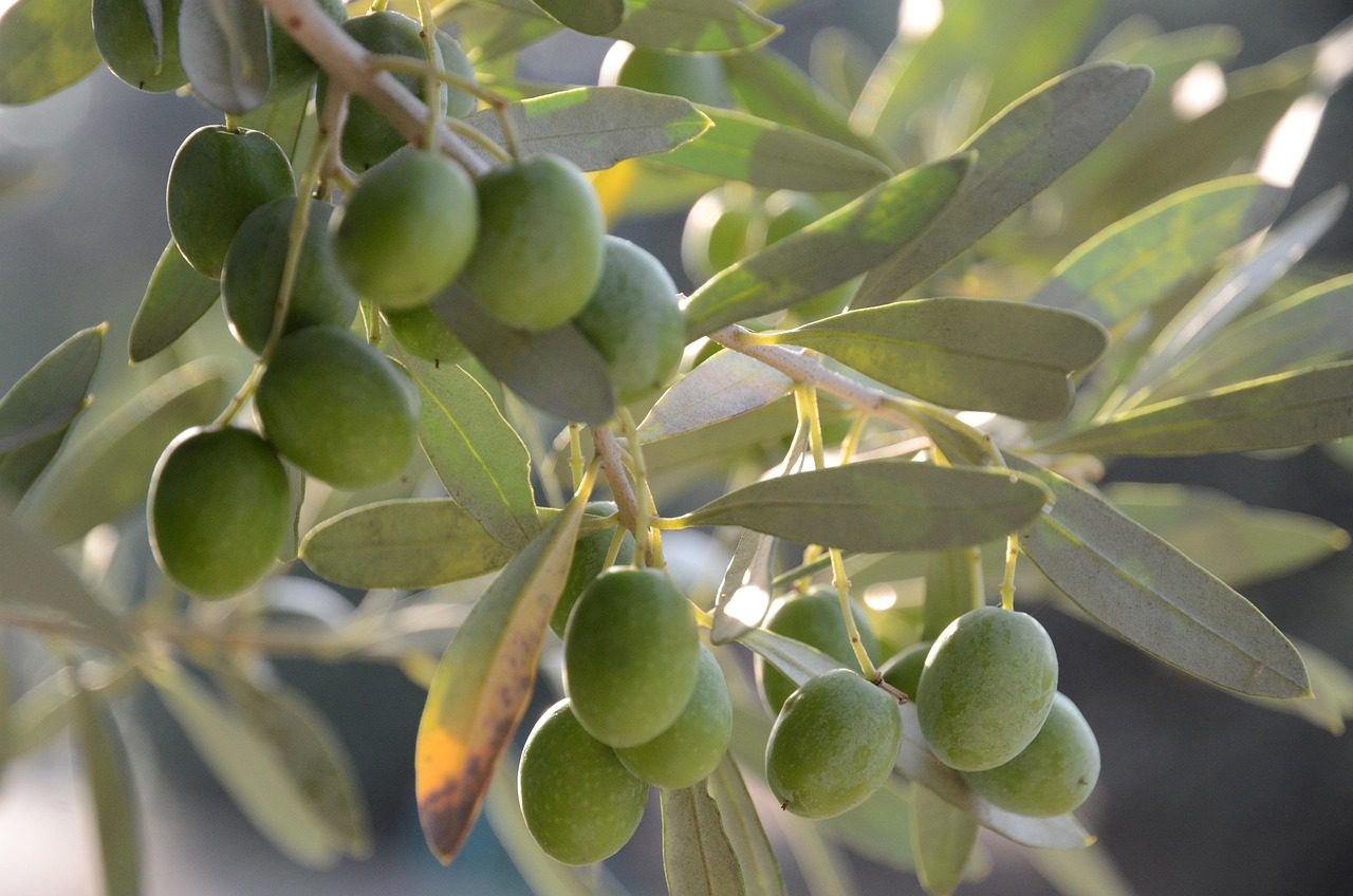 Καταρράκτης σε πράσινο δάσος με φυσικό φως