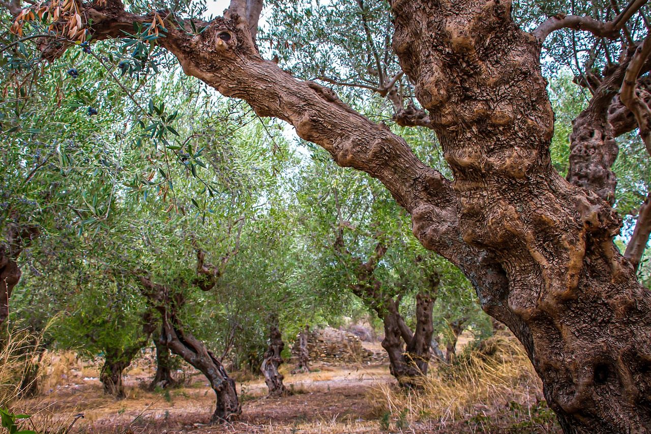 Καταρράκτης σε πράσινο δάσος με φως που διαπερνά τα φύλλα